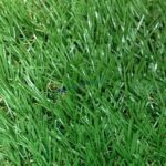 หญ้าเทียม SavingGrass 1.5ซม. Pine Green (Prj) สั่งตัด